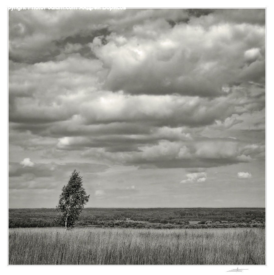 Cloud, Cumulus, Sky, Plant, Tree, Conifer, Fir