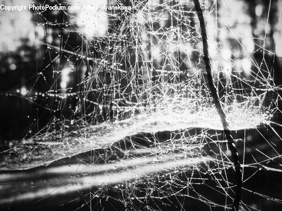 Insect, Spider Web, Water, Field, Grass, Grassland, Plant