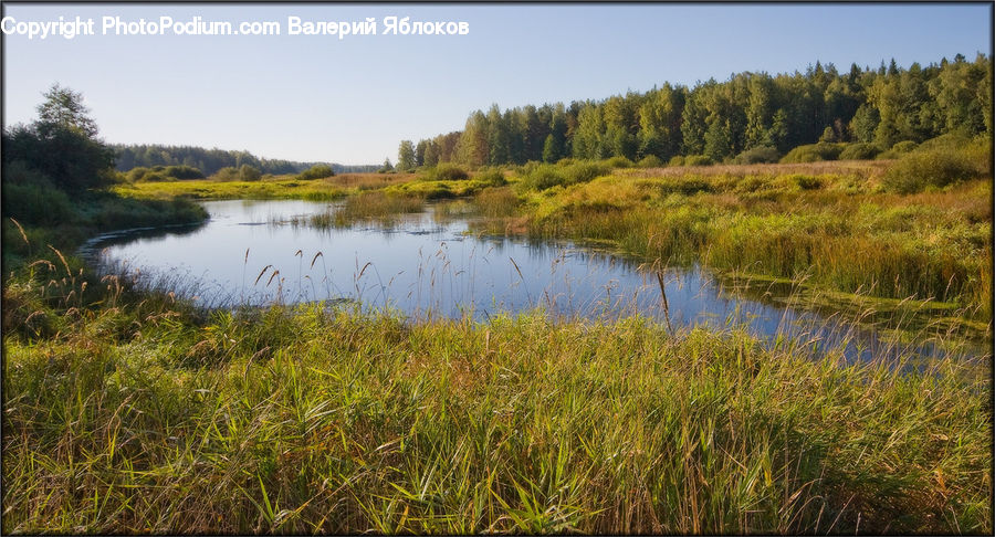Field, Grass, Grassland, Plant, Land, Marsh, Pond
