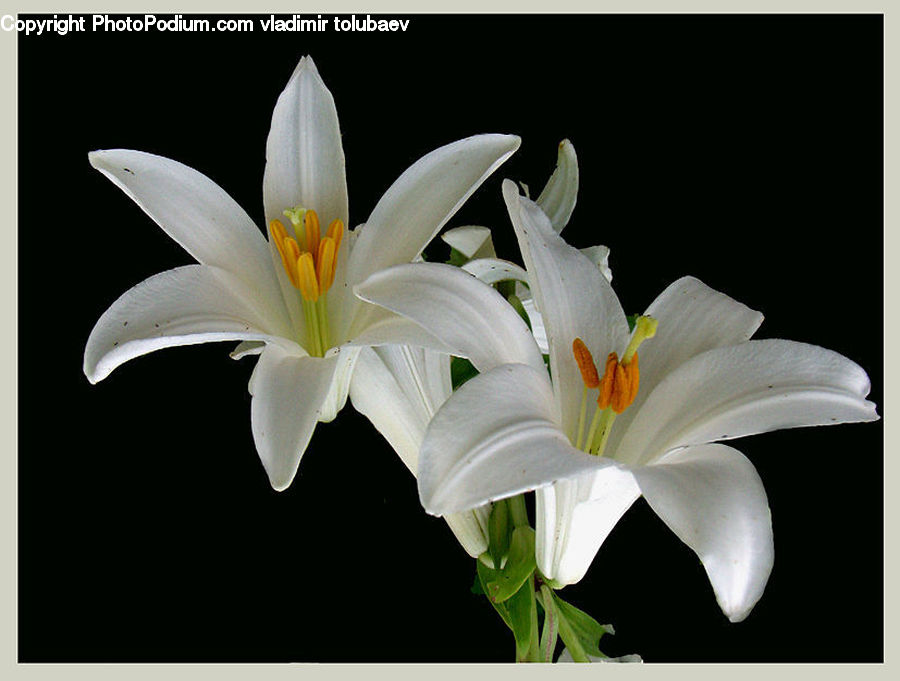 Flora, Flower, Lily, Plant, Blossom, Tulip, Gladiolus