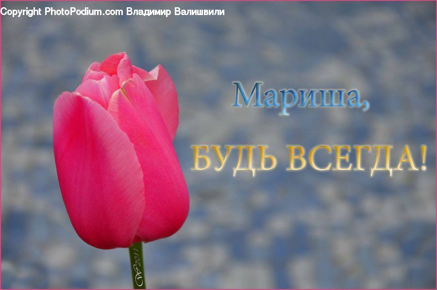 Blossom, Flora, Flower, Plant, Tulip, Crocus