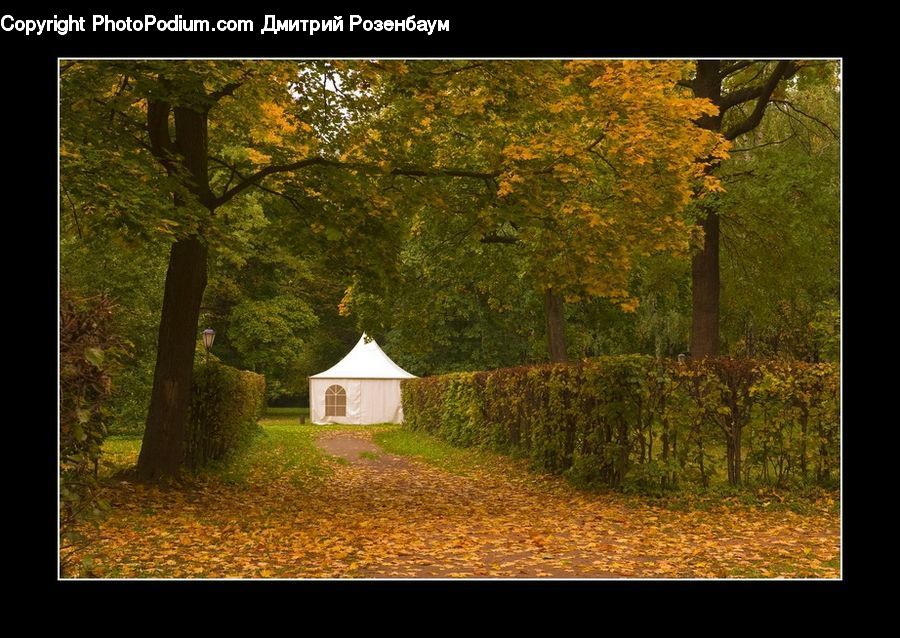 Field, Grass, Grassland, Plant, Gazebo, Cabin, Hut