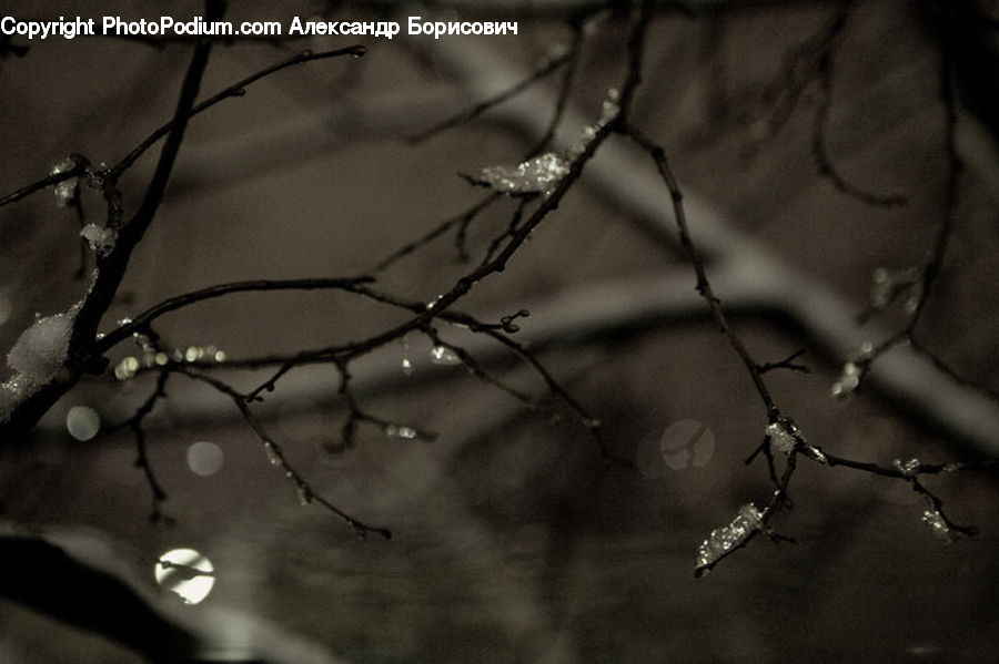 Droplet, Blossom, Flora, Flower, Plant, Tree, Birch