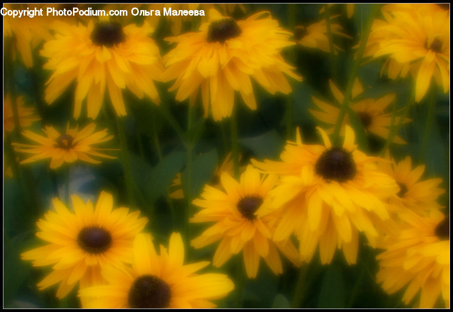 Daisies, Daisy, Flower, Plant, Blossom, Flora, Asteraceae