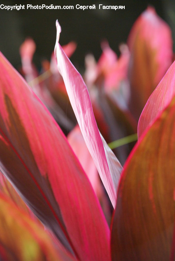 Blossom, Flora, Flower, Petal, Plant, Gladiolus, Tulip