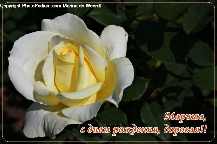 Plant, Potted Plant, Blossom, Flora, Flower, Rose, Petal