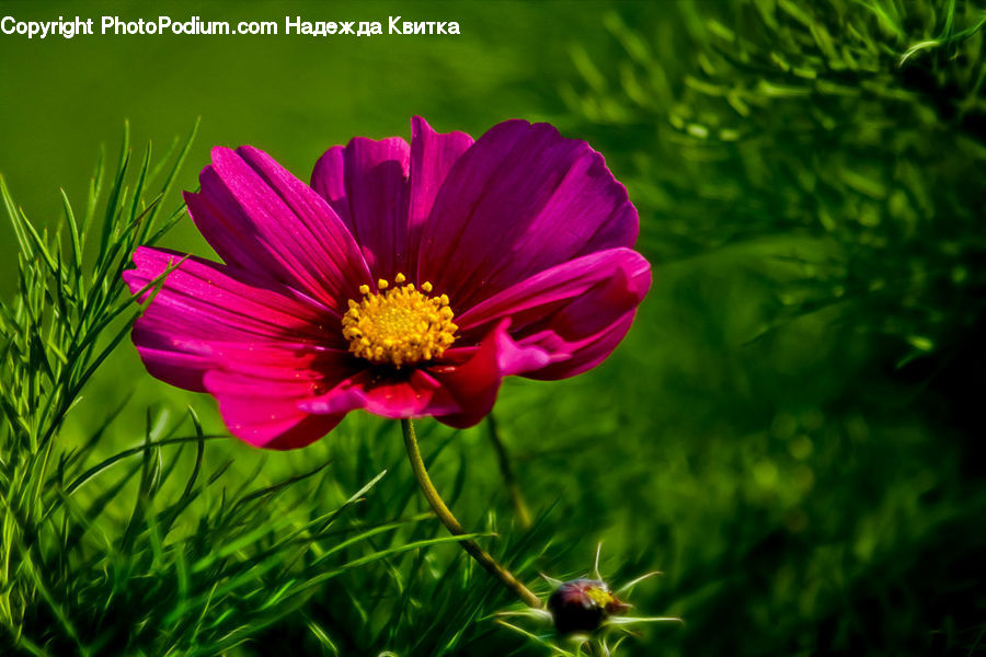 Cosmos, Blossom, Crocus, Flora, Flower, Plant, Field