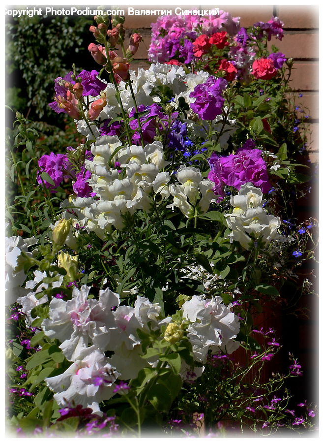 Plant, Potted Plant, Garden, Gardening, Blossom, Flora, Flower
