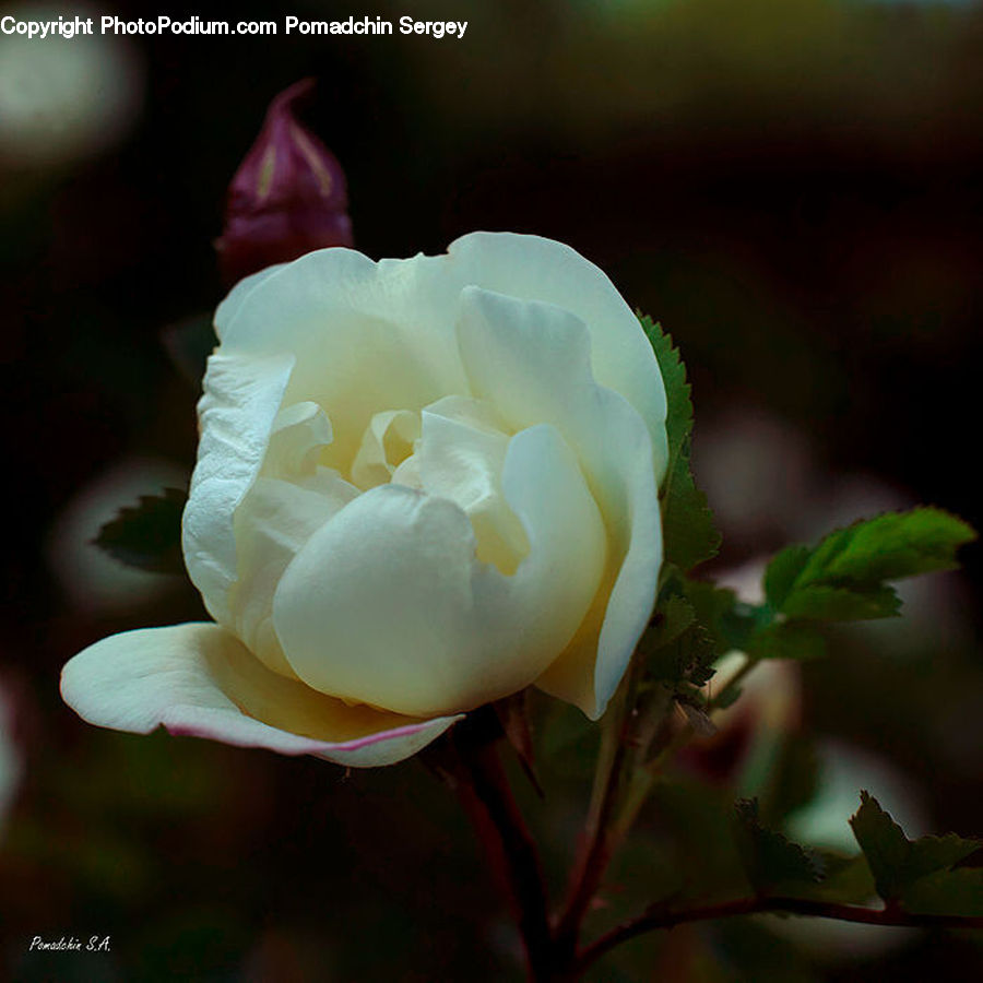 Blossom, Flora, Flower, Plant, Peony, Aurora, Light
