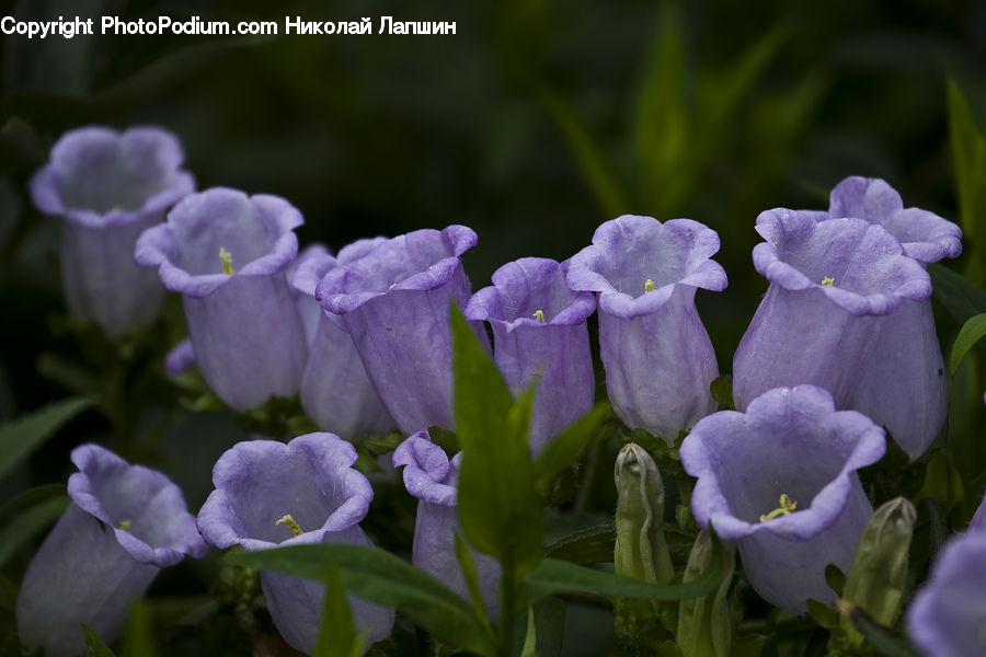 Blossom, Flora, Flower, Plant, Violet, Crocus, Geranium
