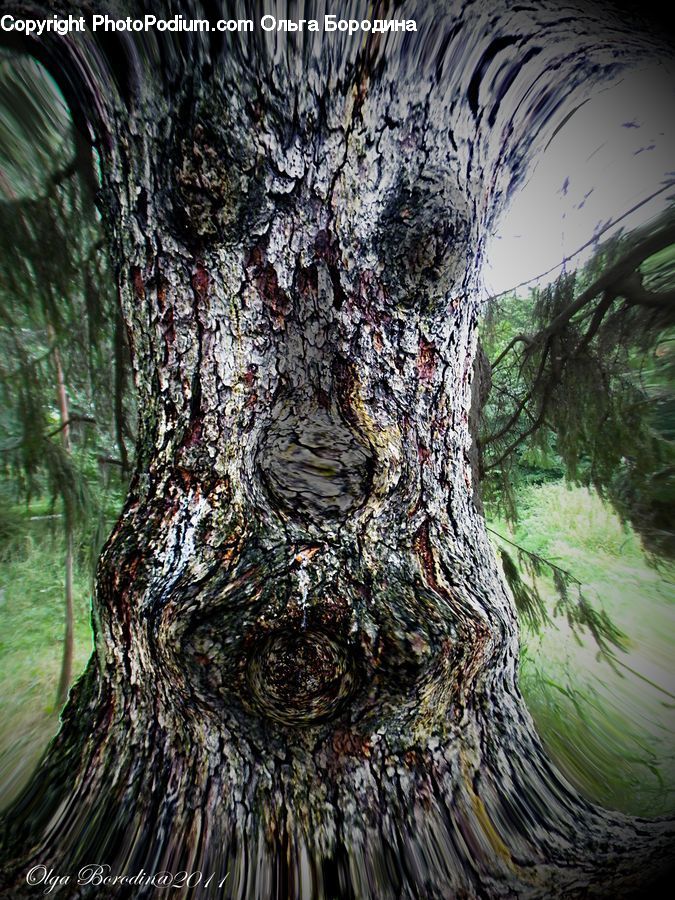 Oak, Tree, Wood, Plant, Conifer, Fir, Blossom