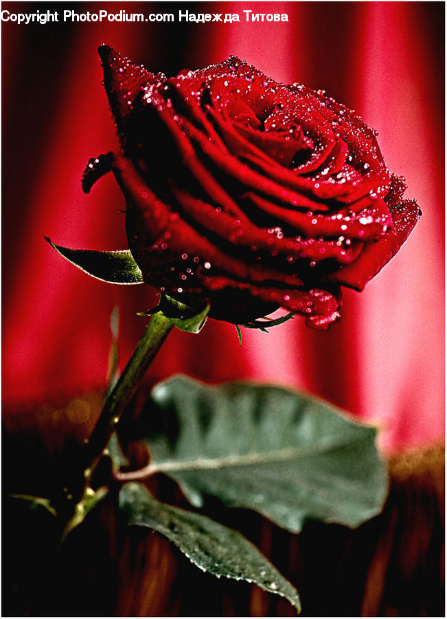 Blossom, Flower, Plant, Rose, Flora, Hibiscus, Poppy