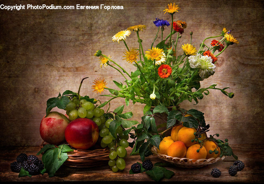 Fruit, Grapes, Blossom, Flora, Flower, Plant, Sunflower