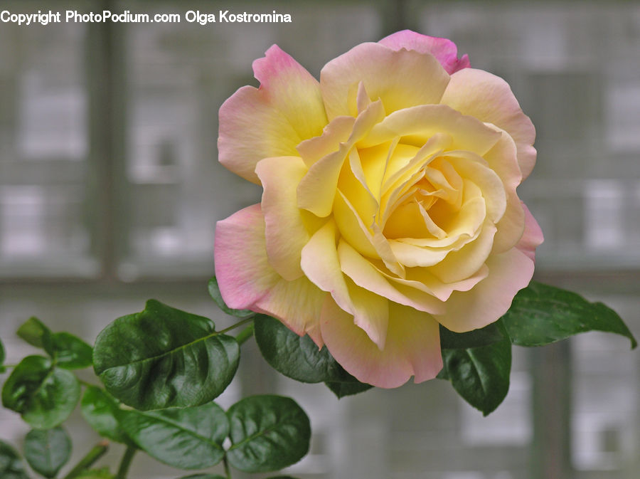 Blossom, Flower, Plant, Rose, Flower Arrangement, Flower Bouquet, Flora