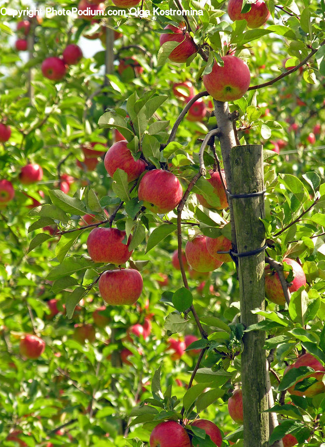 Apple, Fruit, Plum, Cherry, Forest, Jungle, Blossom