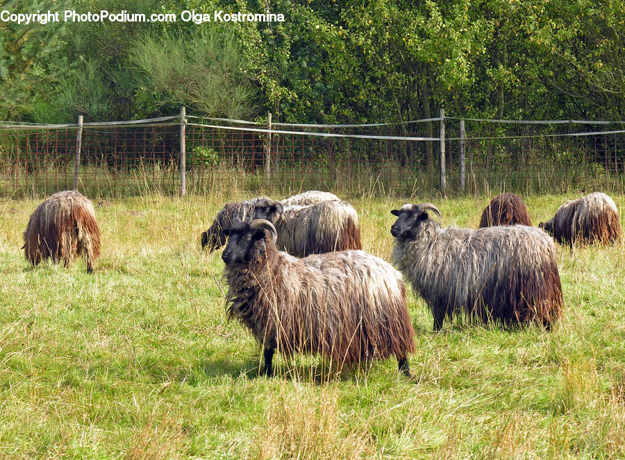 Countryside, Grassland, Meadow, Outdoors, Pasture, Ranch, Animal