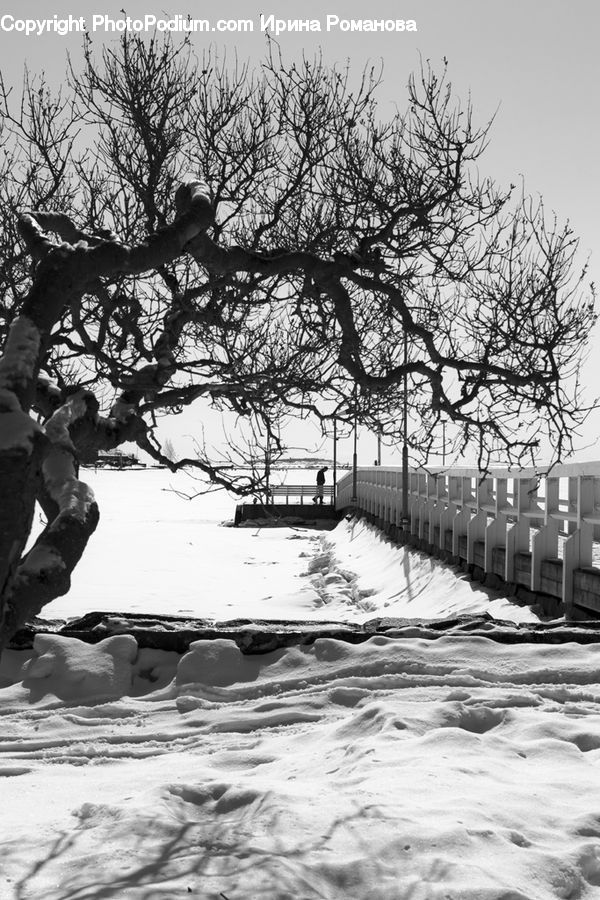 People, Person, Human, Ice, Outdoors, Snow, Oak