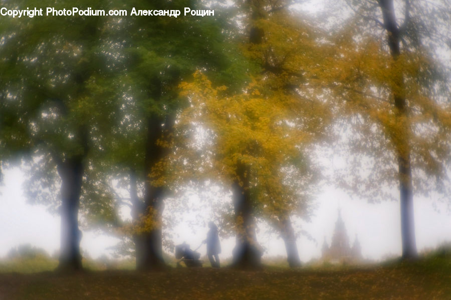 Plant, Tree, Willow, Fog, Mist, Outdoors, Field