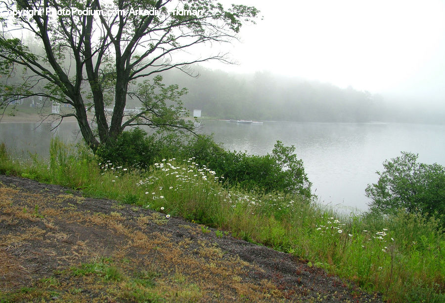 Fog, Mist, Outdoors, Dirt Road, Gravel, Road, Field