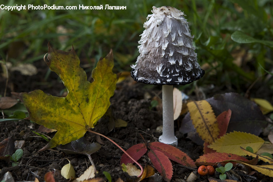 Agaric, Amanita, Fungus, Mushroom, Plant, Sprout, Acorn