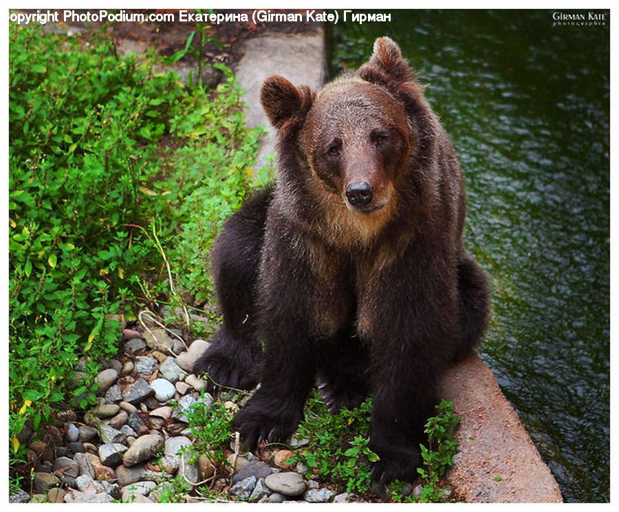Animal, Bear, Mammal, Plant, Potted Plant, Rock, Pebble