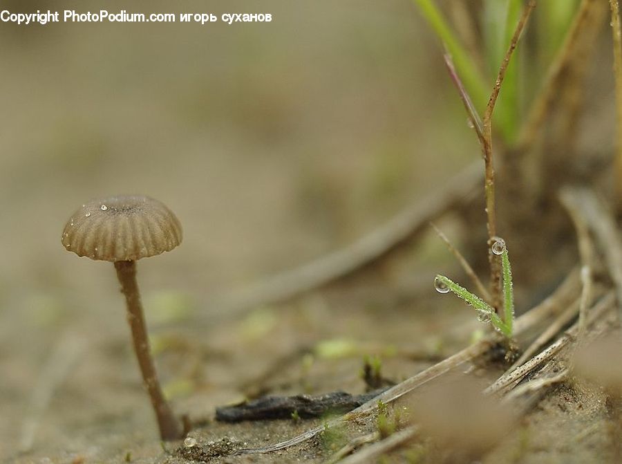Agaric, Amanita, Fungus, Mushroom, Plant, Moss, Field