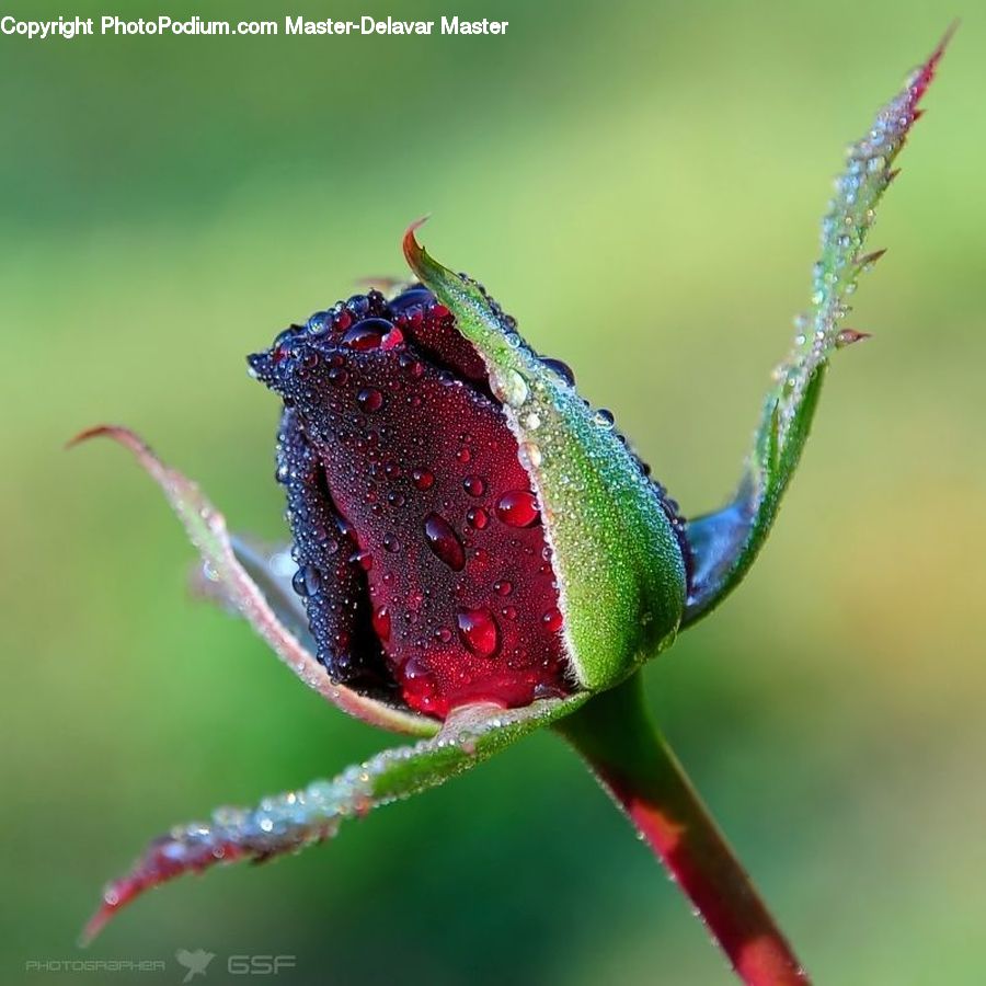 Bud, Plant, Blossom, Flora, Flower