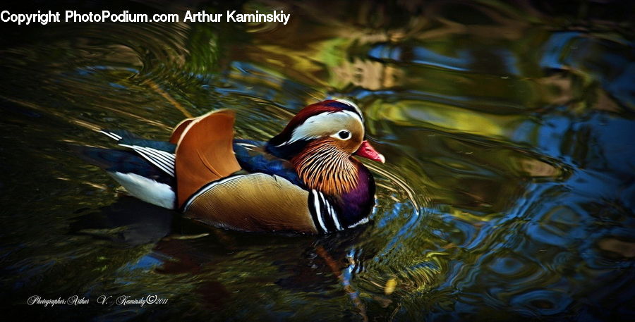 Bird, Duck, Teal, Waterfowl, Water, Outdoors, Ripple