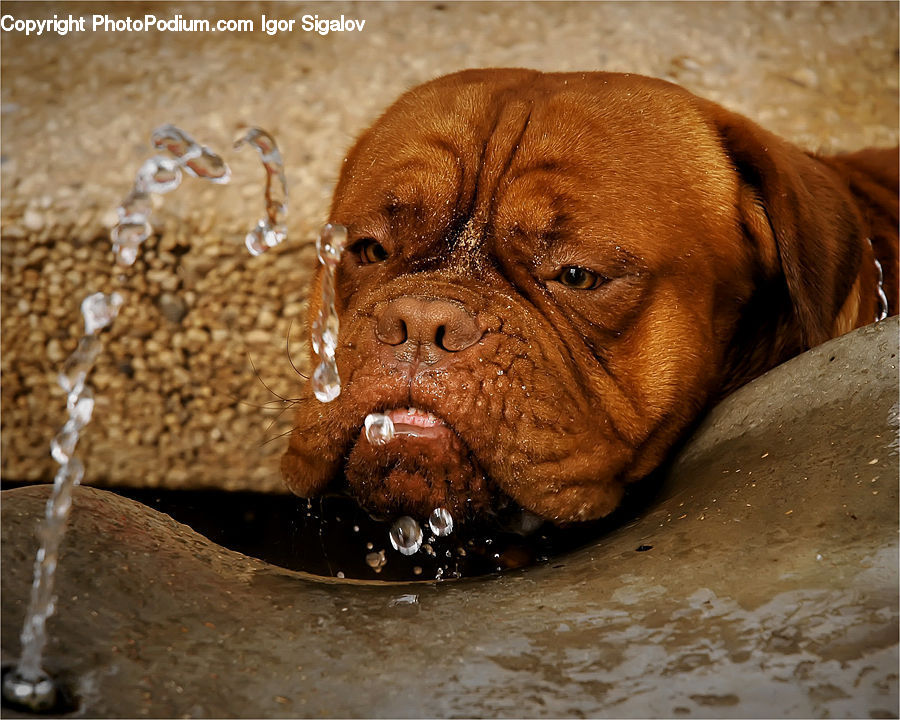 Animal, Boxer, Bulldog, Canine, Dog, Mammal, Pet