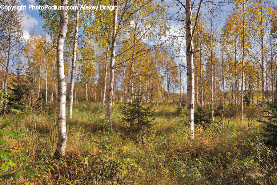 Birch, Tree, Wood, Forest, Vegetation