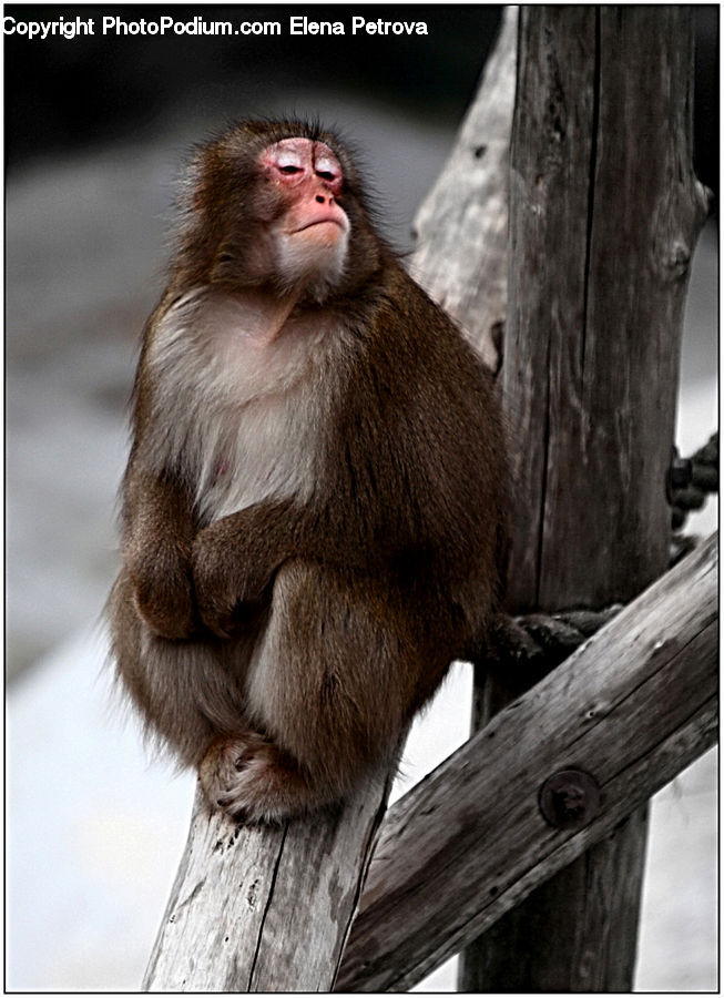 Animal, Mammal, Monkey