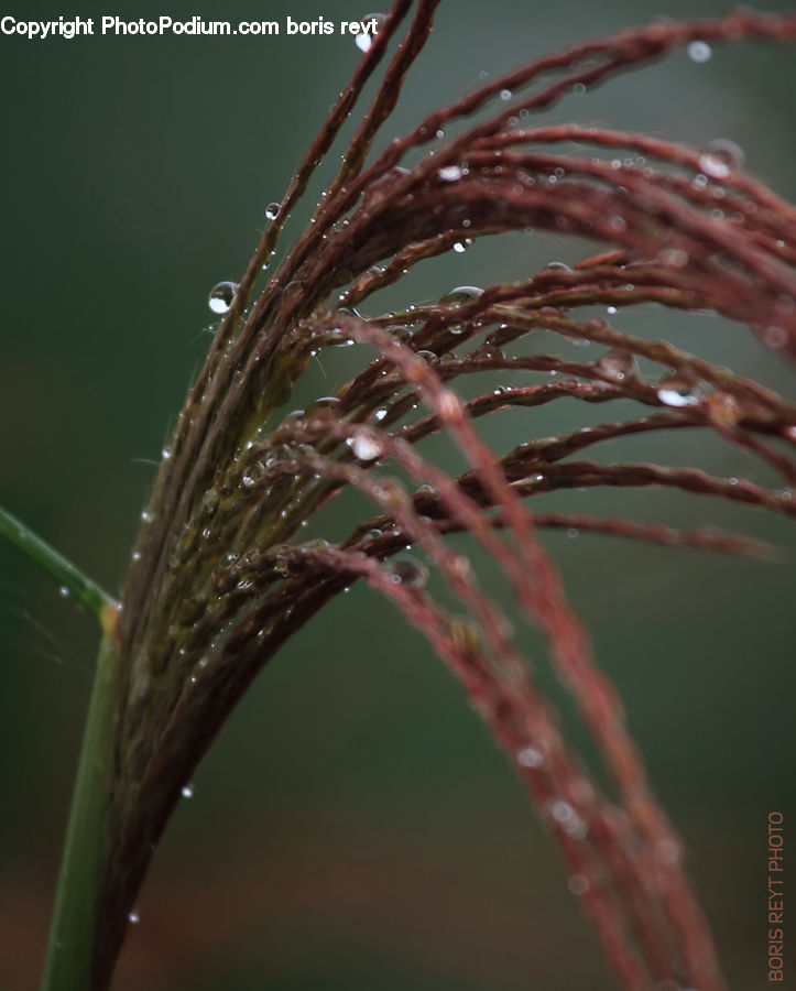 Field, Grass, Grassland, Plant, Conifer, Fir, Tree