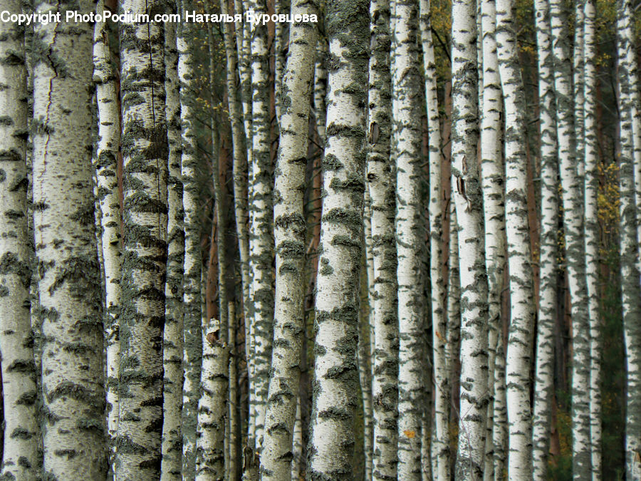 Birch, Tree, Wood