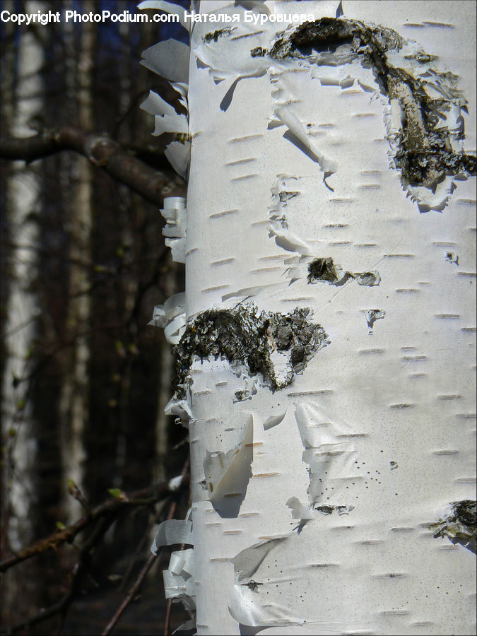 Birch, Tree, Wood, Apiary, Outdoors, Sand, Soil