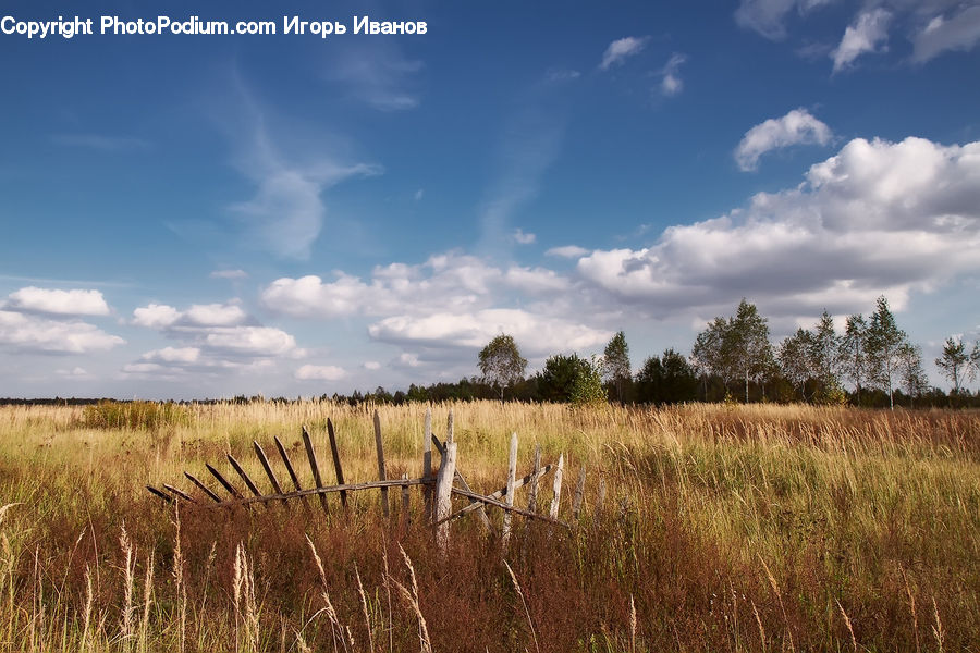 Field, Grass, Grassland, Land, Outdoors, Grain, Wheat