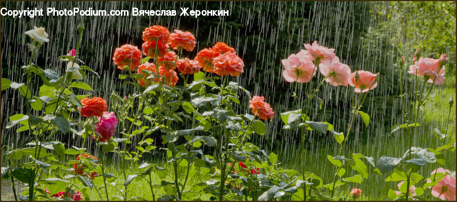 Flora, Flower, Gladiolus, Plant, Blossom, Poppy, Agaric