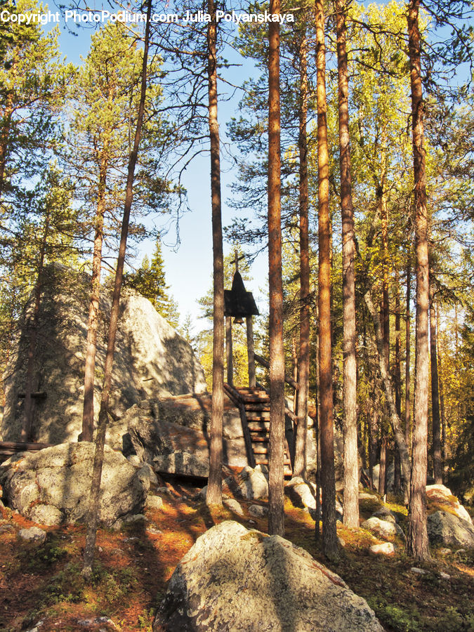 Forest, Vegetation, Rock, Conifer, Fir, Plant, Tree