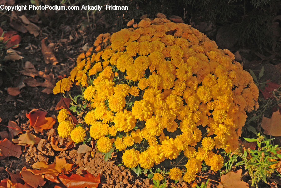 Flower, Mimosa, Plant, Potted Plant, Blossom, Flora, Soil
