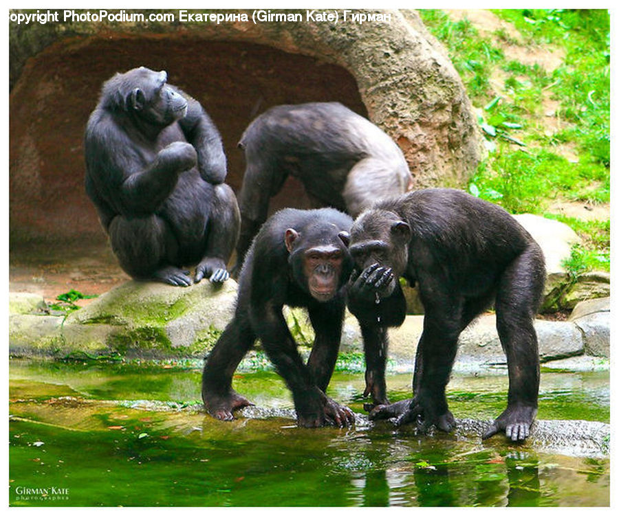 Animal, Ape, Mammal, Monkey, Zoo, Gorilla