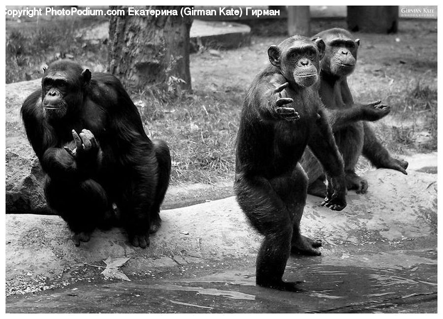Animal, Ape, Mammal, Monkey, Zoo