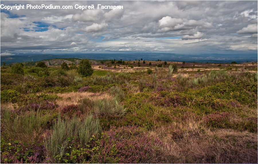 Field, Grass, Grassland, Land, Outdoors, Plant, Landscape