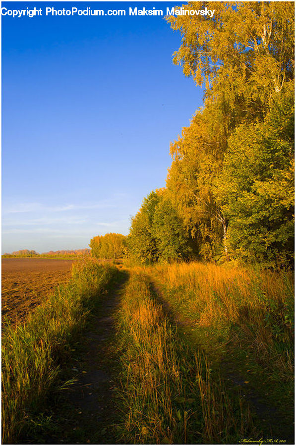 Dirt Road, Gravel, Road, Field, Grass, Grassland, Land