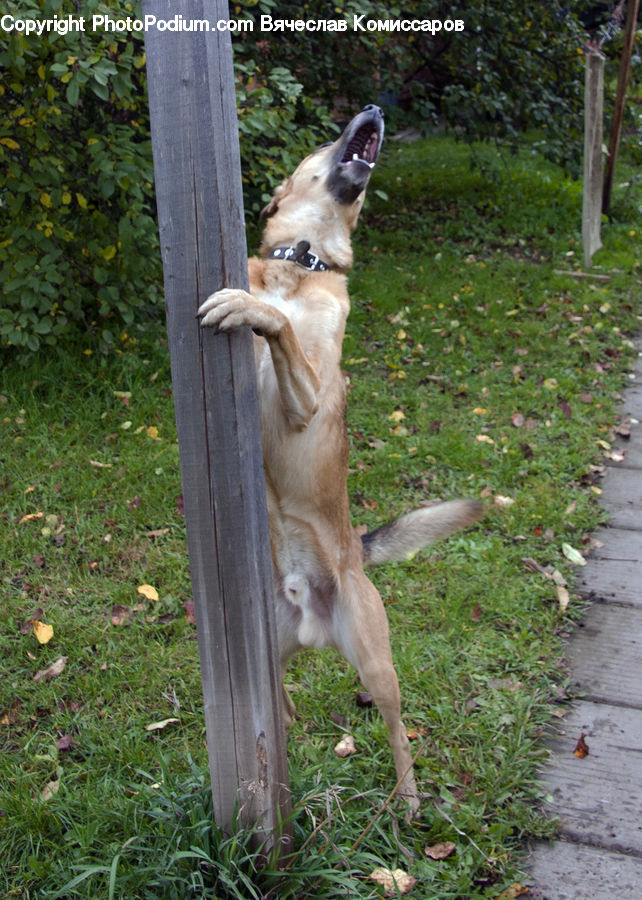 Plant, Vine, Animal, Canine, Dog, Eskimo Dog, Husky