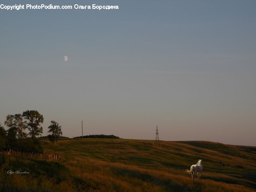 Field, Grass, Grassland, Land, Outdoors, Countryside, Hill