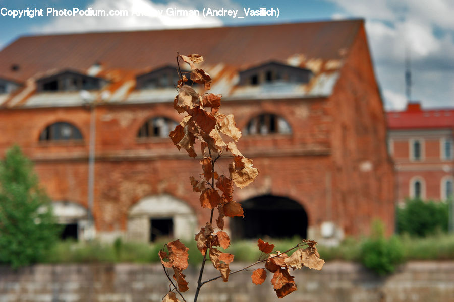 Plant, Potted Plant, Oak, Sycamore, Tree, Tree Trunk, Wood