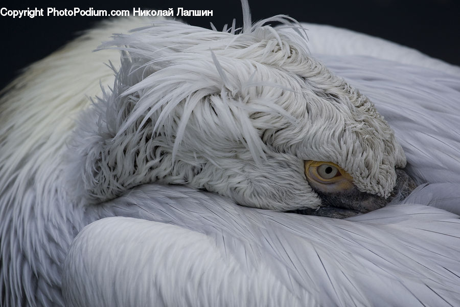 Beak, Bird, Head, Portrait
