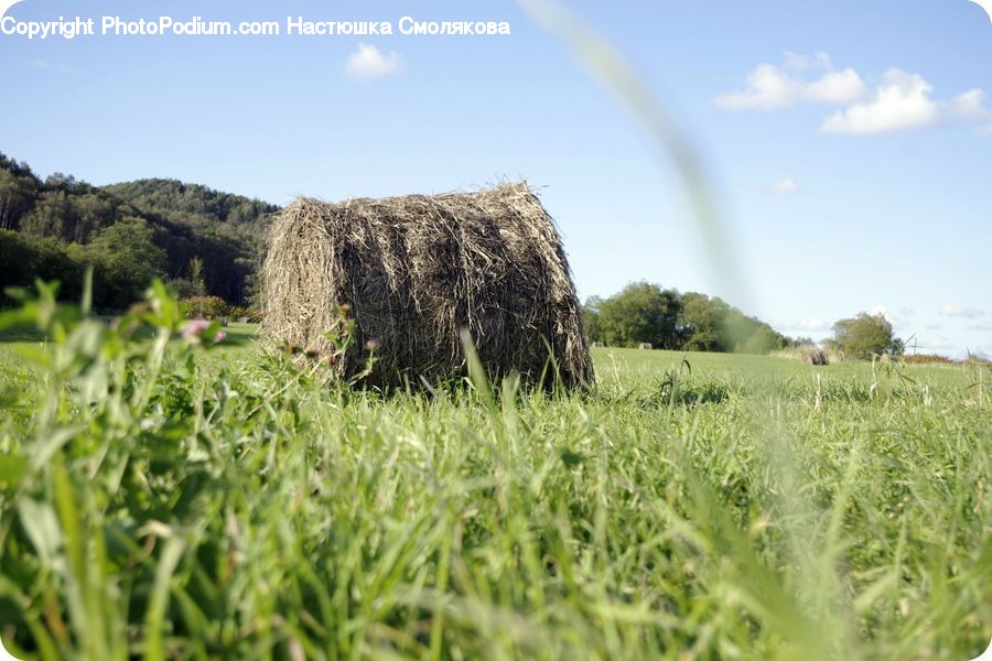 Field, Grass, Grassland, Plant, Grain, Wheat, Countryside