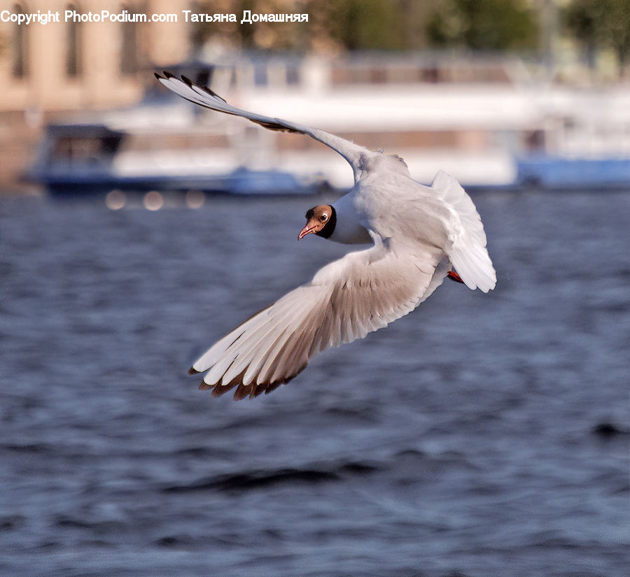 Bird, Crane Bird, Heron, Seagull, Goose, Waterfowl, Head