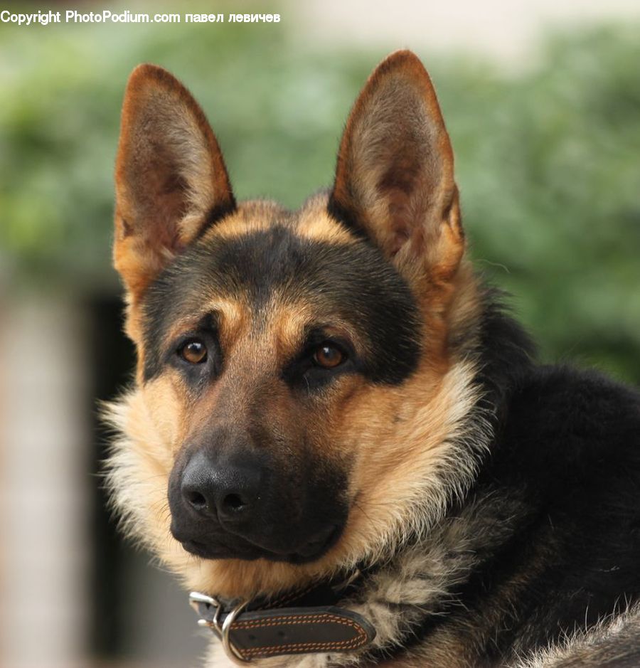 Animal, Canine, Dog, German Shepherd, Mammal, Pet, Husky