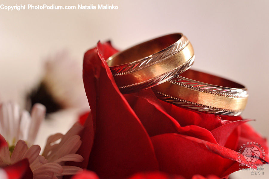 Gift, Blossom, Flora, Flower, Petal, Plant